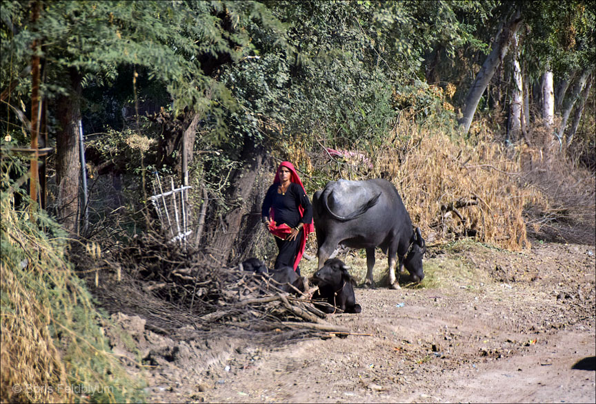 20181025092sc_Ranthambore_to_Jaipur