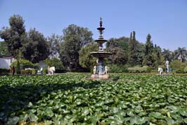 20181029377sc_Udaipur_Sheliyon_gardens