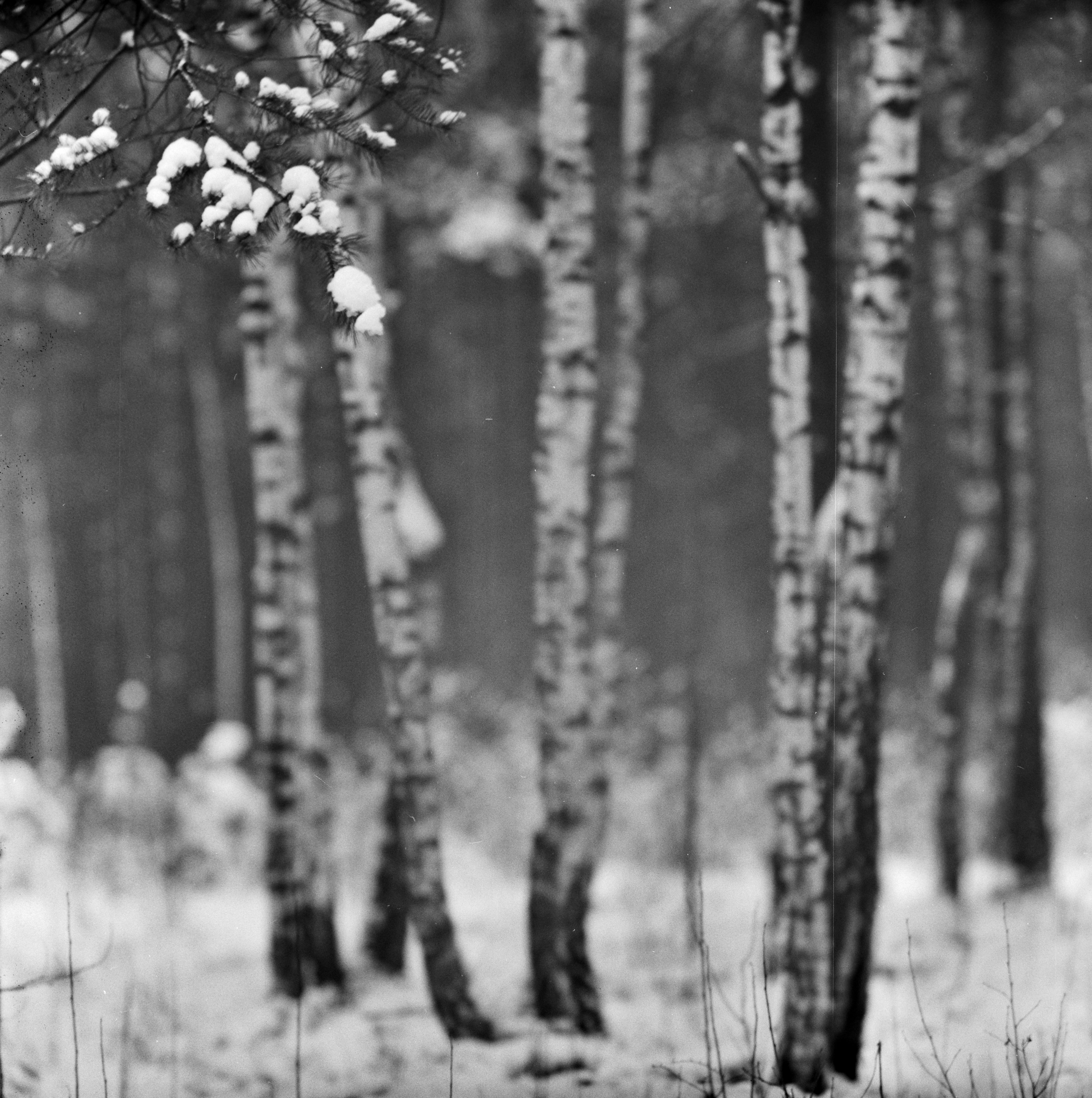 19771101090sc_Vilnius_Lazdynai_forest