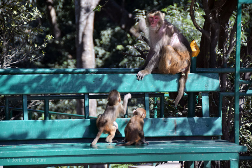 20181102430sc_Swayambhunath_Temple