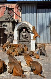 20181102472sc_Swayambhunath_Temple