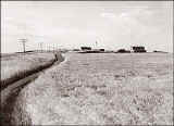 Wheat field and ranch buildings near Williston_1941w.jpg (45223 bytes)